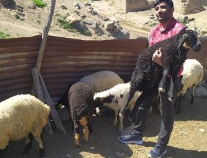 Öğretmen Kayıp Kuzu Ve Koçlara Sahip Çıktı, Sahibini Arıyor