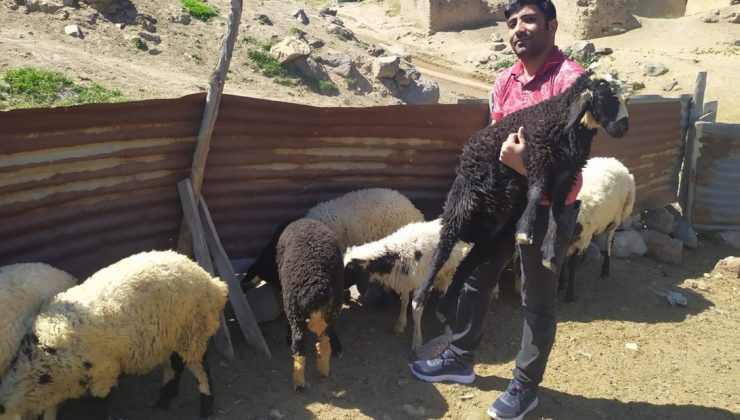 Öğretmen Kayıp Kuzu Ve Koçlara Sahip Çıktı, Sahibini Arıyor