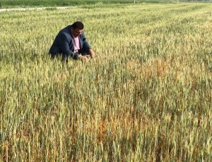 Mardin’de Çiftçilerin Kuraklık Çığlığı