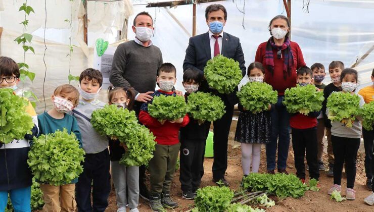 Minikler Serada Organik Sebze Yetiştiriyor