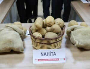 Yerli Patates Çeşidi “Nahita” Avrupa Yolunda