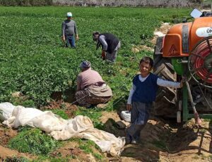 Örtü Altına Alınmayan Patatesi Don Vurdu