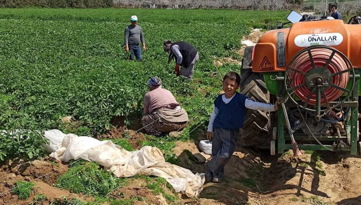 Örtü Altına Alınmayan Patatesi Don Vurdu