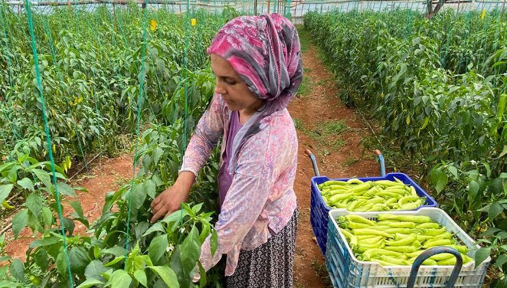 Kapanma Öncesi Seralarda Ürün Toplama Telaşı Başladı