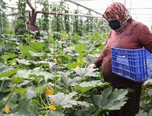 Tarım Işçisi Kadınlar Seralarda Üretime Aralıksız Katkı Sağlıyor