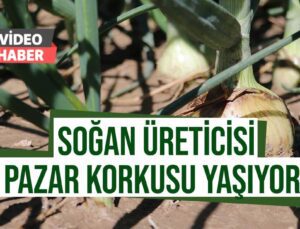 Soğan Hasadı Başladı Üretici Pazar Bulamama Korkusu Sardı
