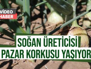 Soğan Hasadı Başladı Üretici Pazar Bulamama Korkusu Sardı