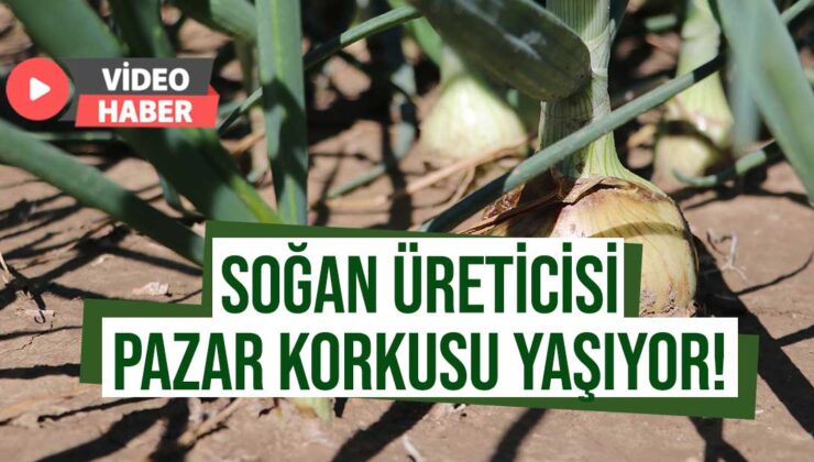 Soğan Hasadı Başladı Üretici Pazar Bulamama Korkusu Sardı