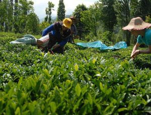 Çay Üreticilerinin Yaş Çay Taban Fiyatı Beklentisi 4 Lira 45 Kuruş