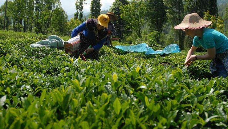 Çay Üreticilerinin Yaş Çay Taban Fiyatı Beklentisi 4 Lira 45 Kuruş