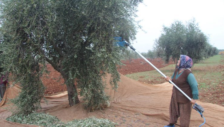 Zeytin Yaprağında Tarım Ilacı Kalıntısına Dikkat