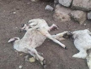 Ahıra Giren Kurt 10 Koyunu Öldürerek Telef Etti