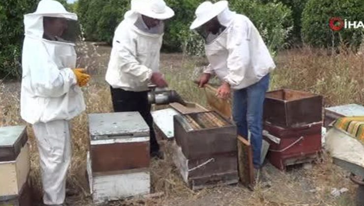 İlk Bal Hasadını Yapan Arıcılardan, Aracı Tepkisi