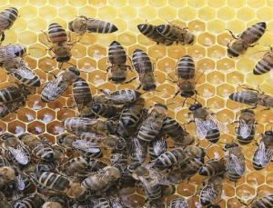 Arı Üreticilerini Bekleyen Tehlike