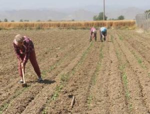 Bamya Çapası Başladı, Üreticiler Umutlu