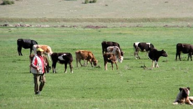 Tam Kapanmada Besiciler Ve Çobanlar Yaylalarda Mesaide