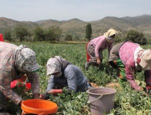 Ödemiş’Te Bezelye Hasadı Hareketliliği