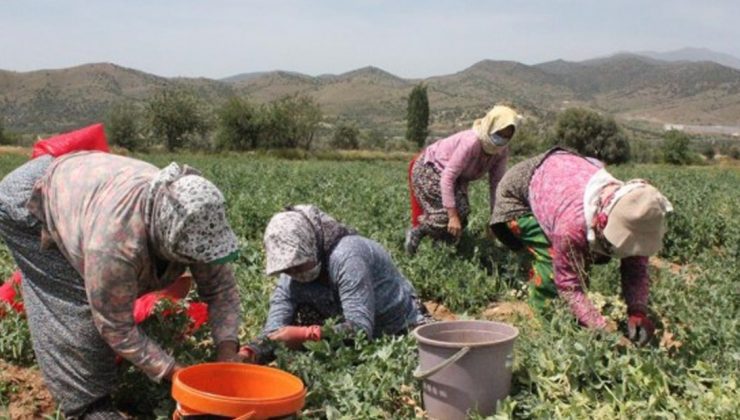 Ödemiş’Te Bezelye Hasadı Hareketliliği