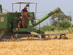 Buğdayda Hasat Başlıyor, Çiftçi Fiyat Bekliyor