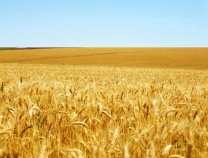 Suni Gübre Kullanmadan Üretilen Buğdaylar Çiftçiye Örnek Oluyor