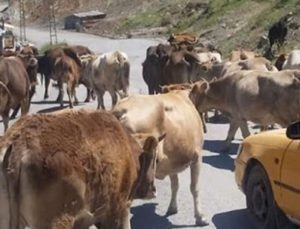 Başıboş Bırakılan Hayvanların Sahiplerine Idari Ceza