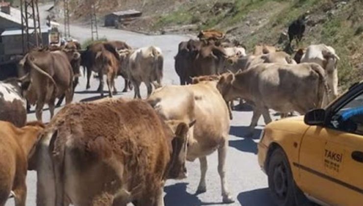 Başıboş Bırakılan Hayvanların Sahiplerine Idari Ceza