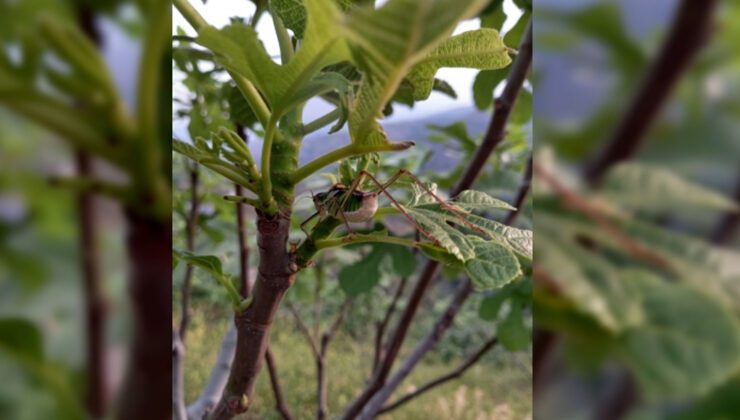 Aydın’da Incir Bahçeleri Çekirge Istilasına Uğramaya Başladı