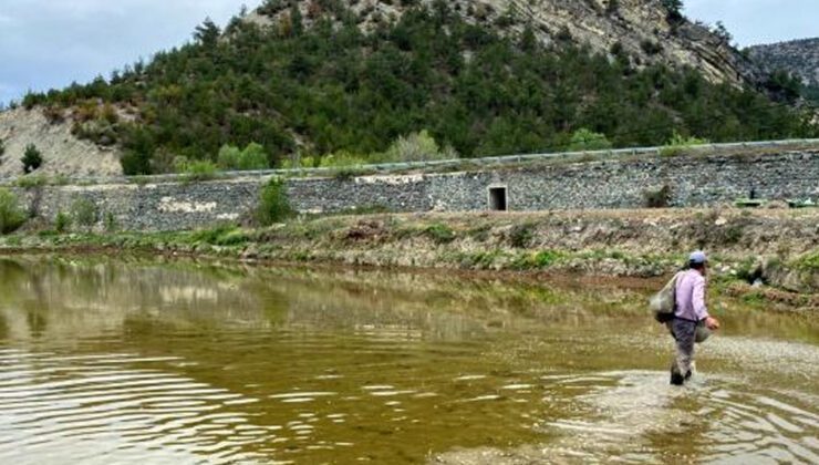 Köylerde Çeltik Ekimine Başlandı