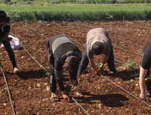 İşçi Bayramında Tarım Işçileri Sahada Çalışıyor