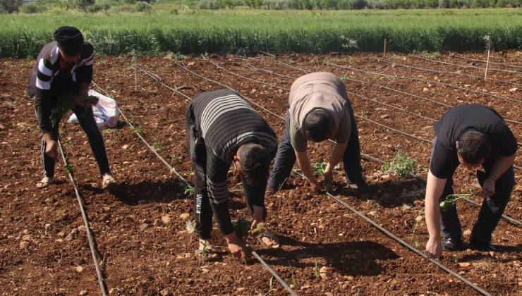 İşçi Bayramında Tarım Işçileri Sahada Çalışıyor