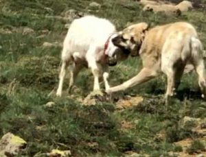 Keçi Çoban Köpeğine Kafa Tutarsa