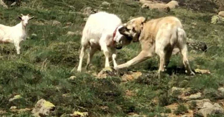 Keçi Çoban Köpeğine Kafa Tutarsa