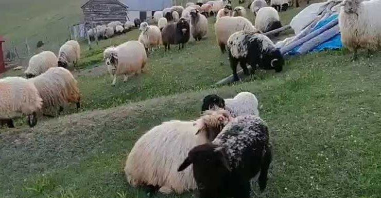 Çobanların Yün Çağrısı