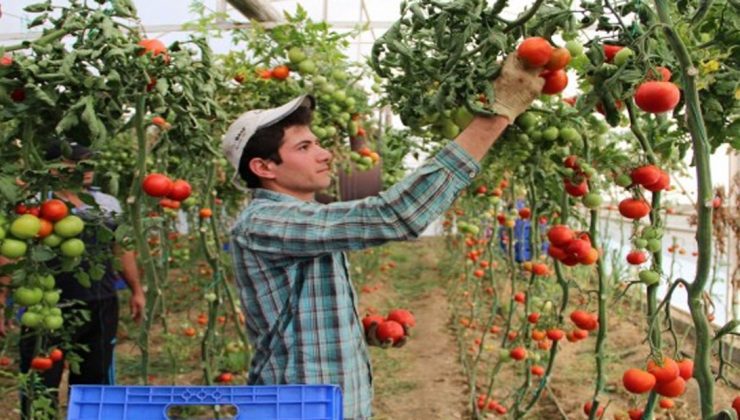 Zam Şampiyonu Domatesin Üreticiye Faydası Yok