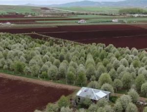 Fırtına Meyve Bahçelerini Vurdu, Yüzde 25 Ürün Kaybından Endişe Ediliyor