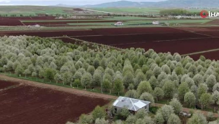 Fırtına Meyve Bahçelerini Vurdu, Yüzde 25 Ürün Kaybından Endişe Ediliyor