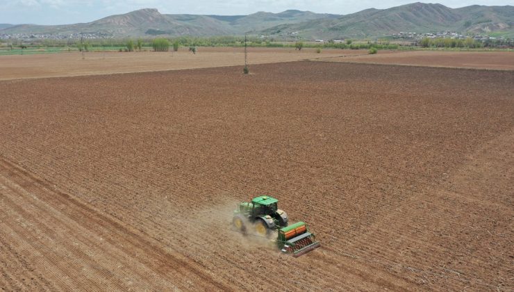 Sivas’ta Ilk Kenevir Tohumları Toprakla Buluştu