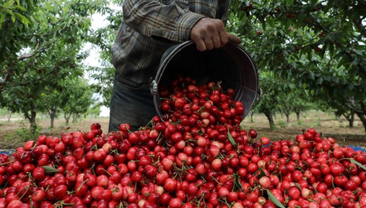 Kirazda Yeni Sezon “Rekor Ihracat” Hedefiyle Başladı