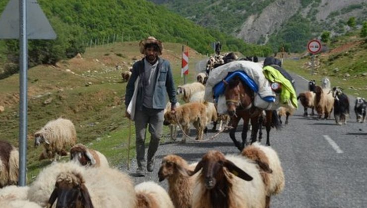 On Binlerce Hayvanla Muş’a Gelen Yetiştiriciler Hayal Kırıklığı Yaşadı