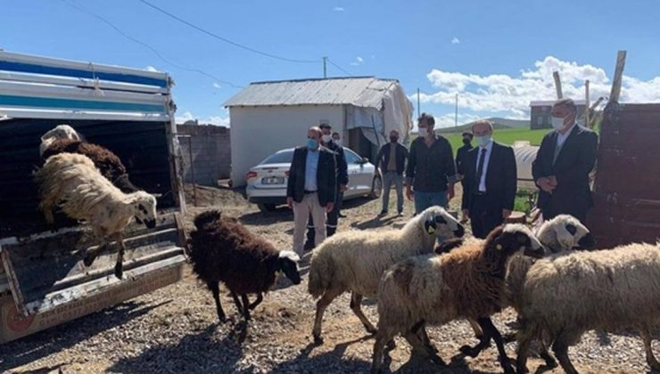 Koyunları Kurt Saldırısında Telef Olan Besiciye Devlet Desteği