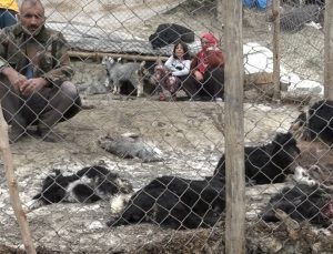 Sokak Köpekleri Dehşet Saçtı