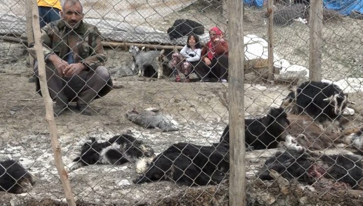 Sokak Köpekleri Dehşet Saçtı