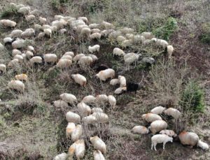 Kuzular Yayla Yolculuğu Öncesi Mezraları Doldurdu