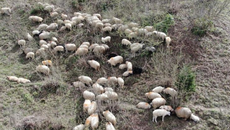 Kuzular Yayla Yolculuğu Öncesi Mezraları Doldurdu