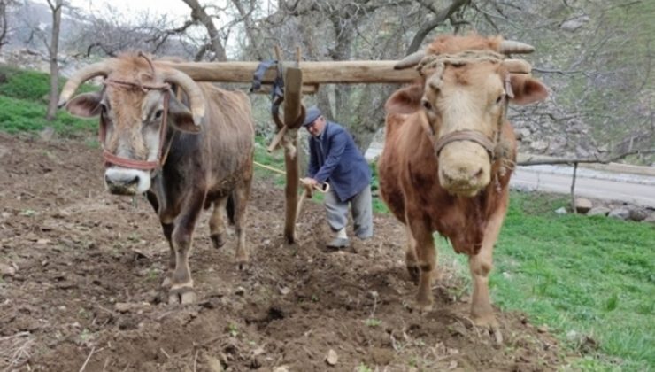 Engebeli Arazilerin Vazgeçilmezi “Karasaban”