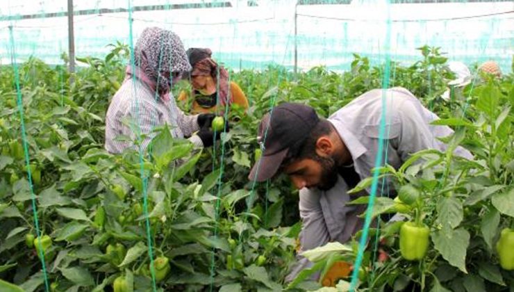 Herkes Evdeyken Onlar 40 Derece Sıcakta Serada Çalışıyor