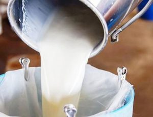 Çiğ Süt Prim Destekleri Bugün Ödeniyor