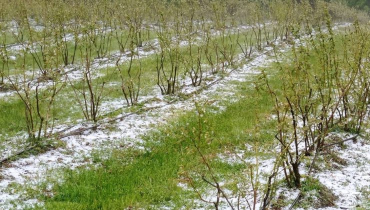 Bursa’Da Dolu Tarım Arazilerine Zarar Verdi