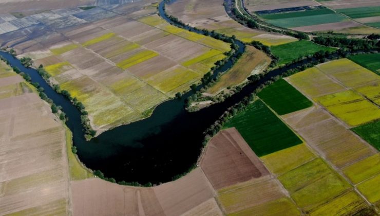 Hasat Öncesi Tarlalar Halı Desenlerini Aratmadı