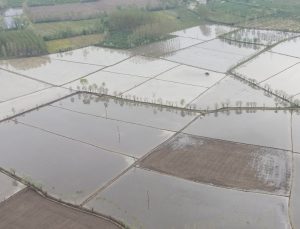 Meşhur Terme Pirincinin Ekim Çalışmalarına Başlandı